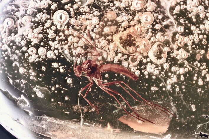Detailed Fossil Fungus Gnat (Mycetophilidae) In Baltic Amber #381309